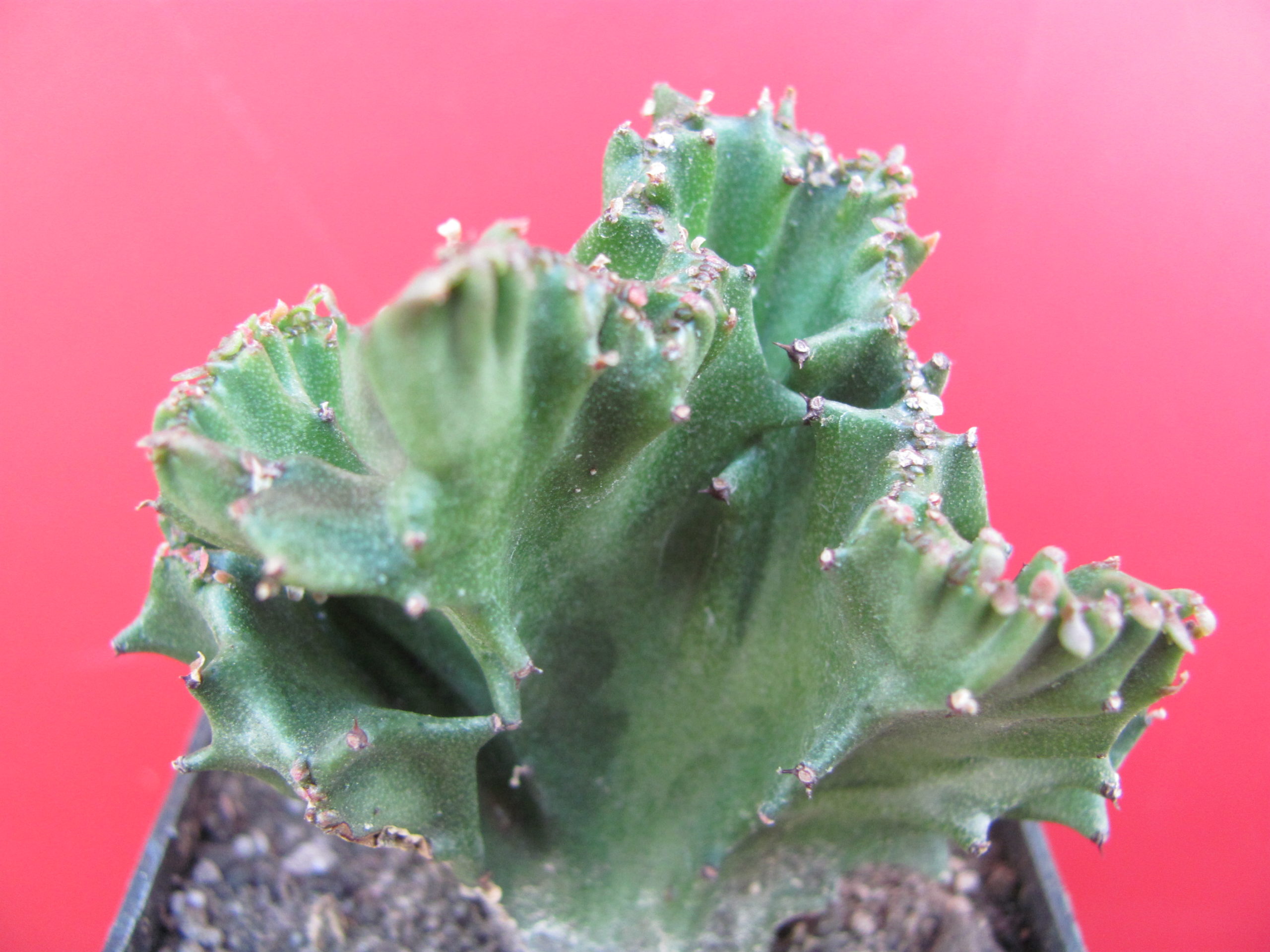 Euphorbia lactea cristata
