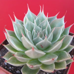 Graptopetallum Silver Star