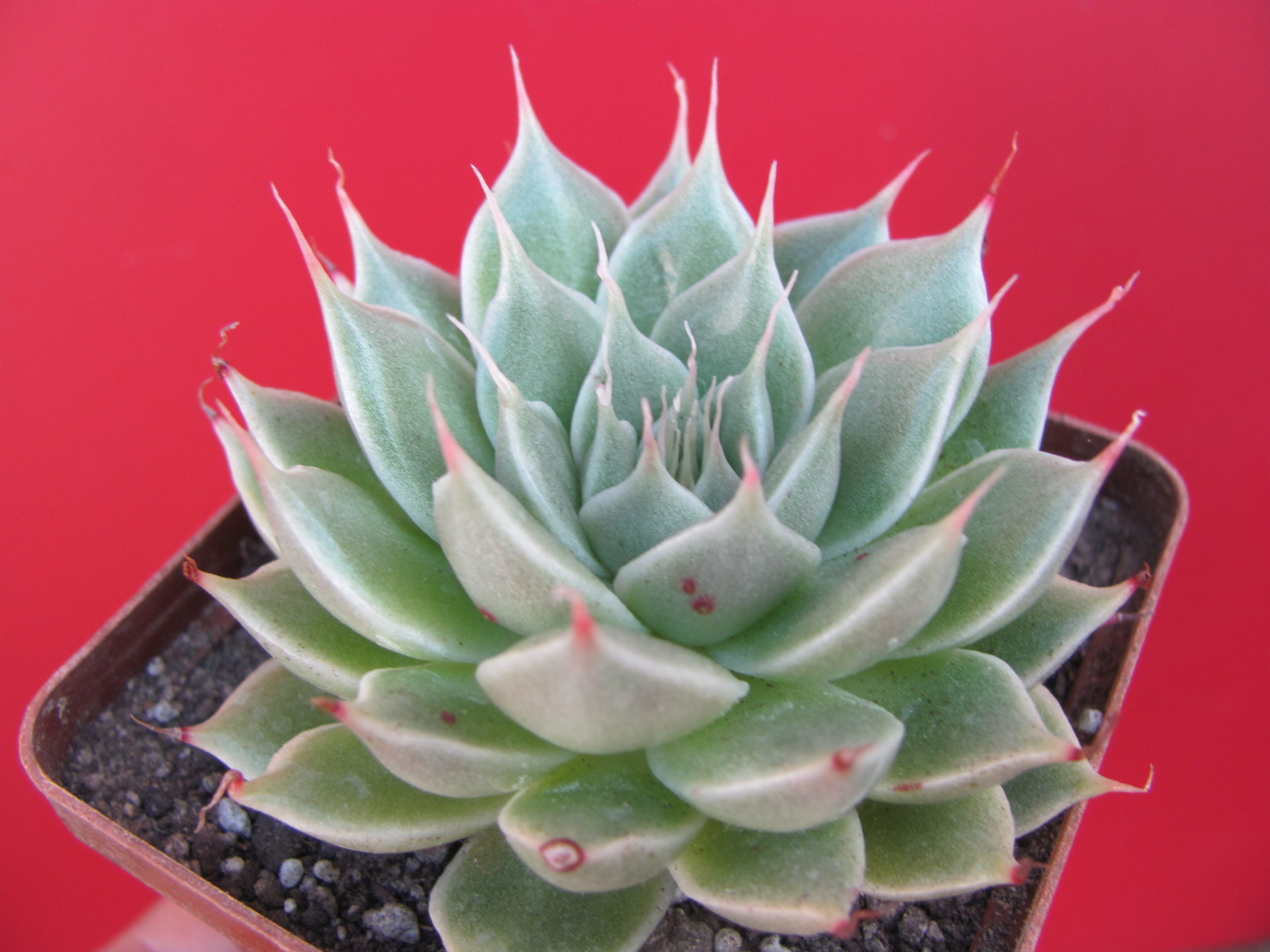 Graptopetallum Silver Star