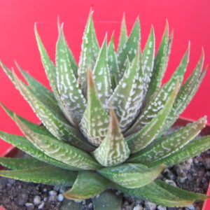 Haworthia   limifolia  hybr.   Japan