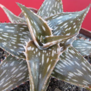 Aloe somaliense hybr.