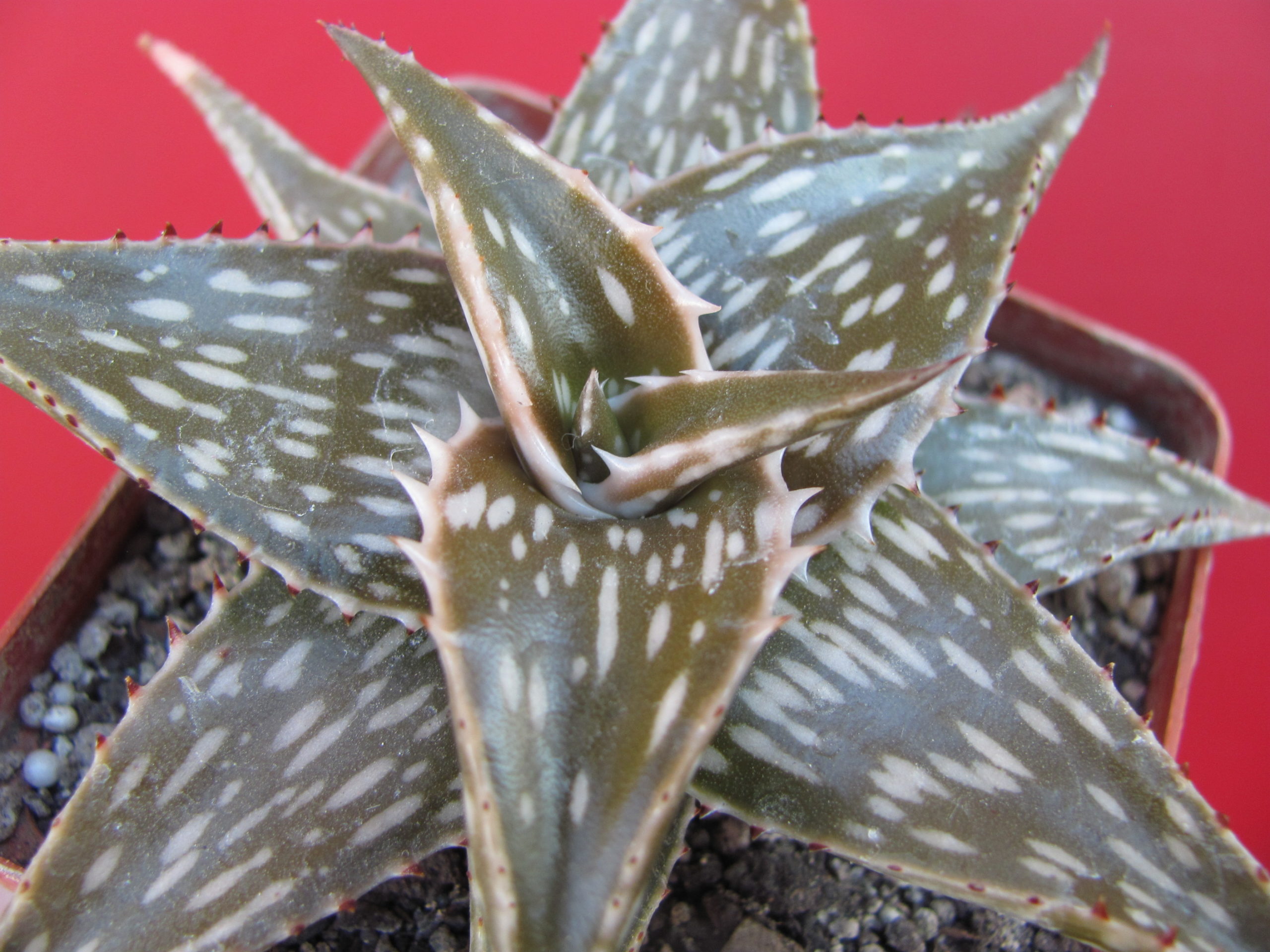 Aloe somaliense hybr.