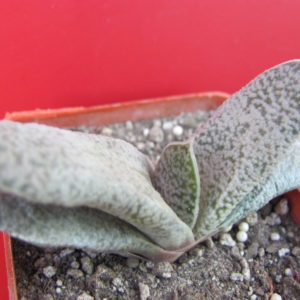 Gasteria  glauca