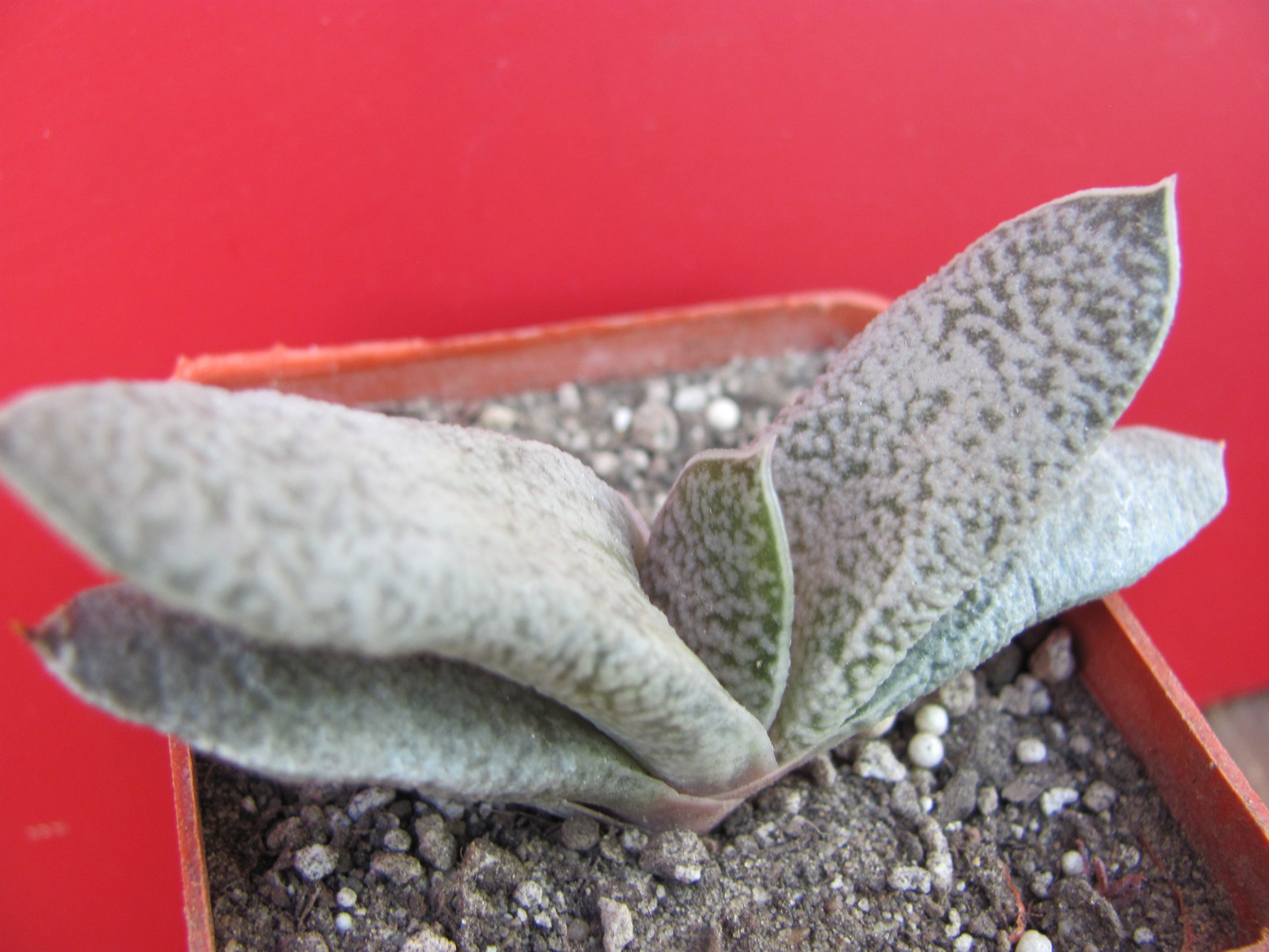 Gasteria  glauca