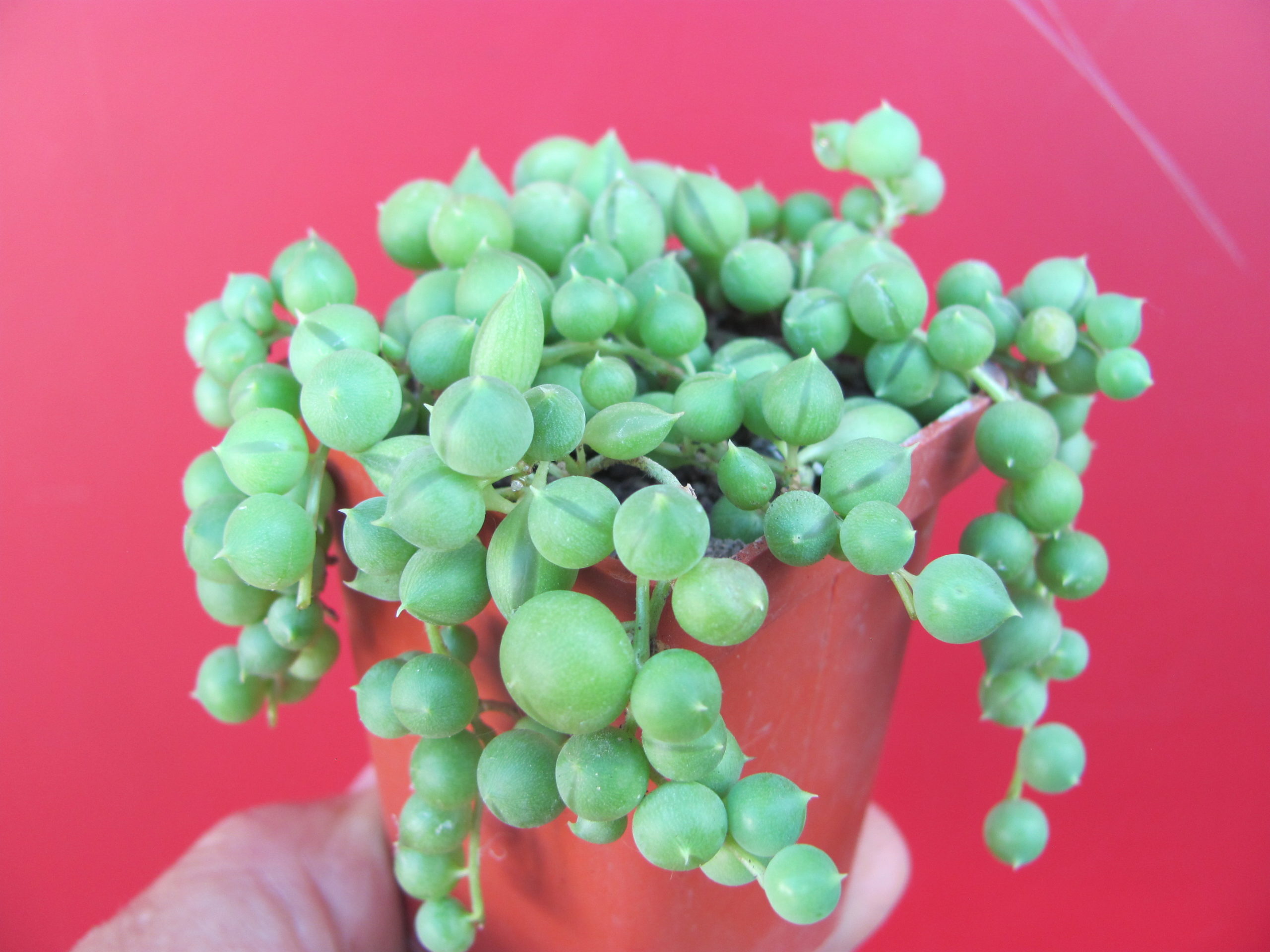 Senecio rowleyanus
