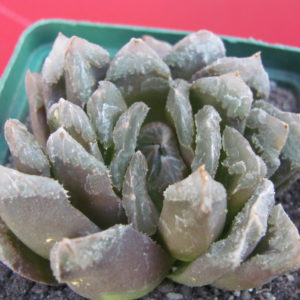 Haworthia maughanii  x  truncata