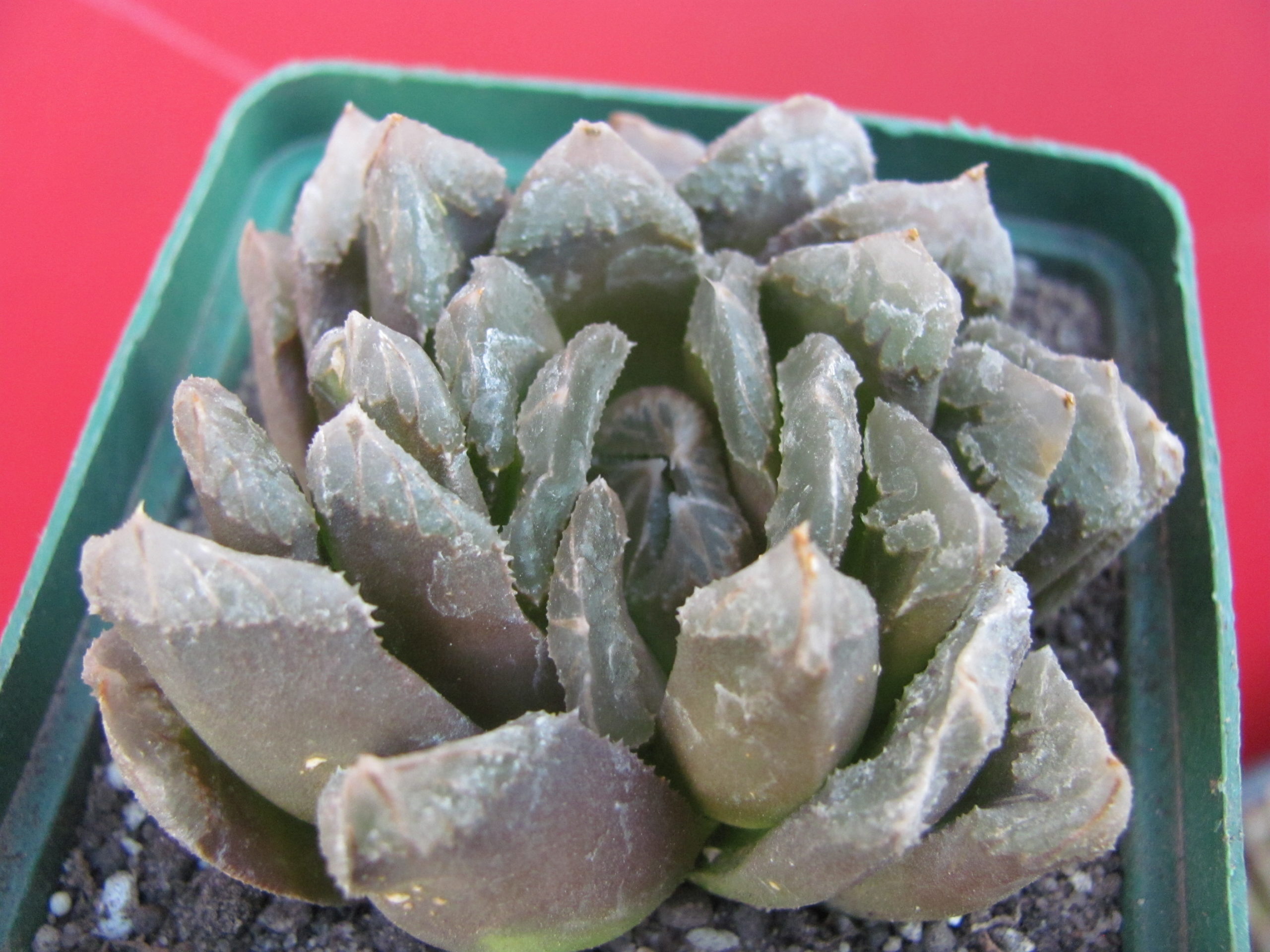 Haworthia maughanii  x  truncata