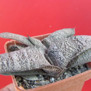 Gasteria batesiana