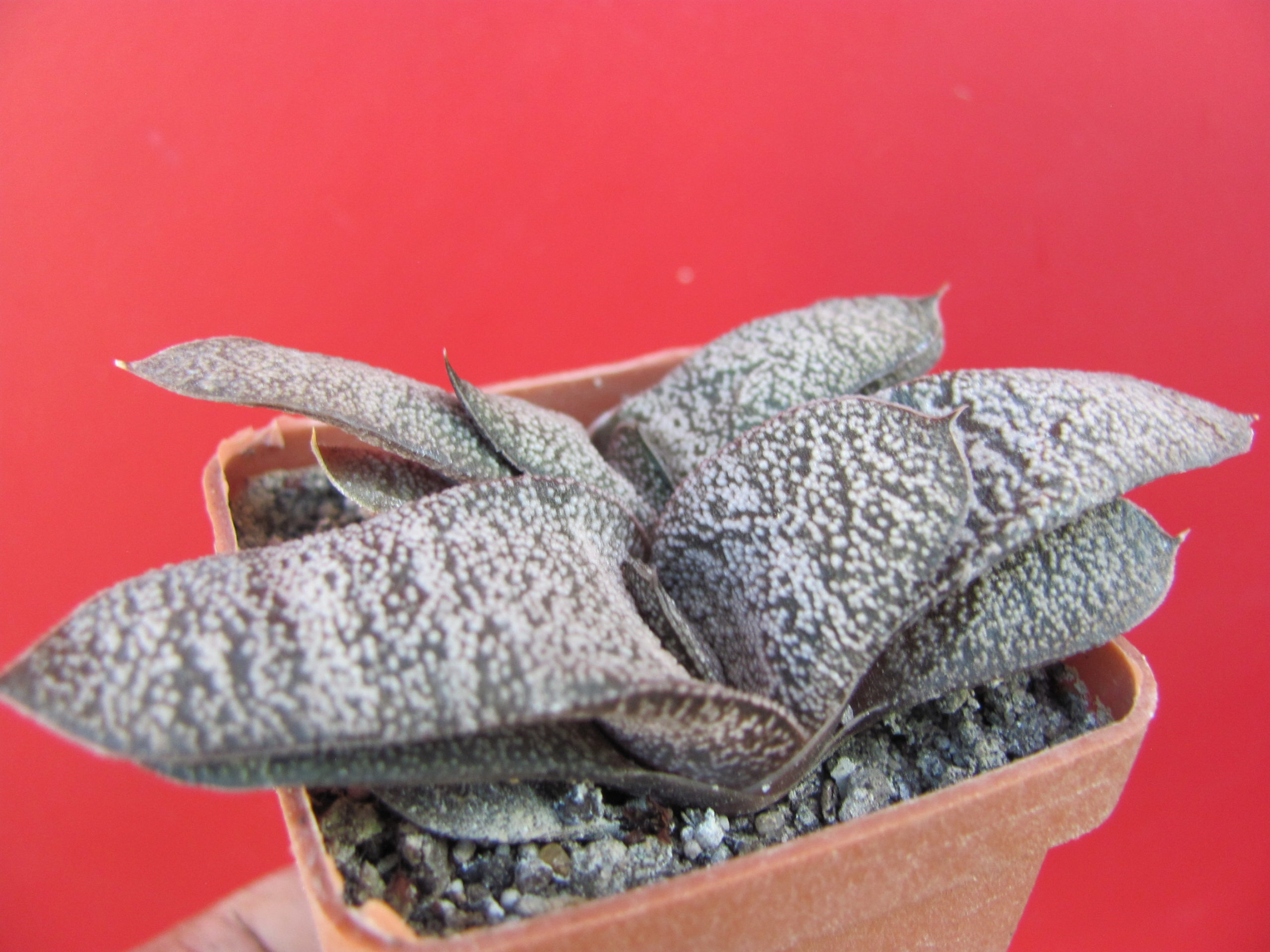 Gasteria batesiana