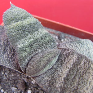 Gasteria batesiana Barberton