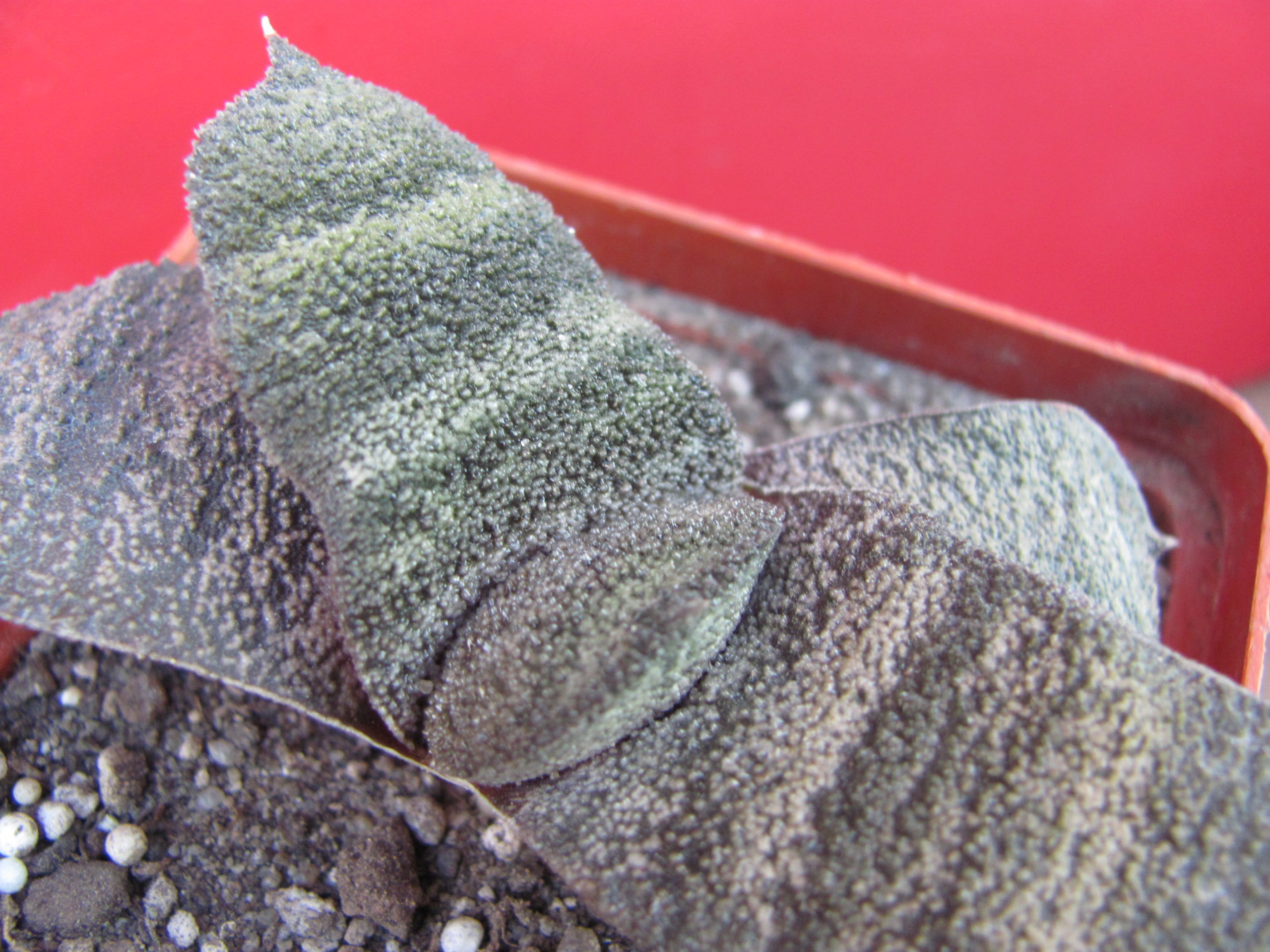 Gasteria batesiana Barberton