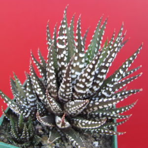 Haworthia *Alba*