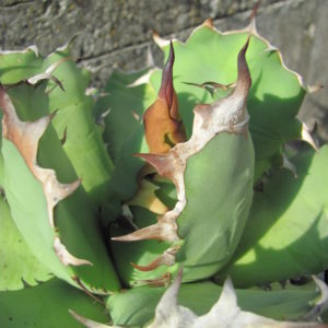 Agava titanota   HO  076