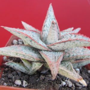Aloe hybr.   *White*   ( hybrid  Lipskiy )