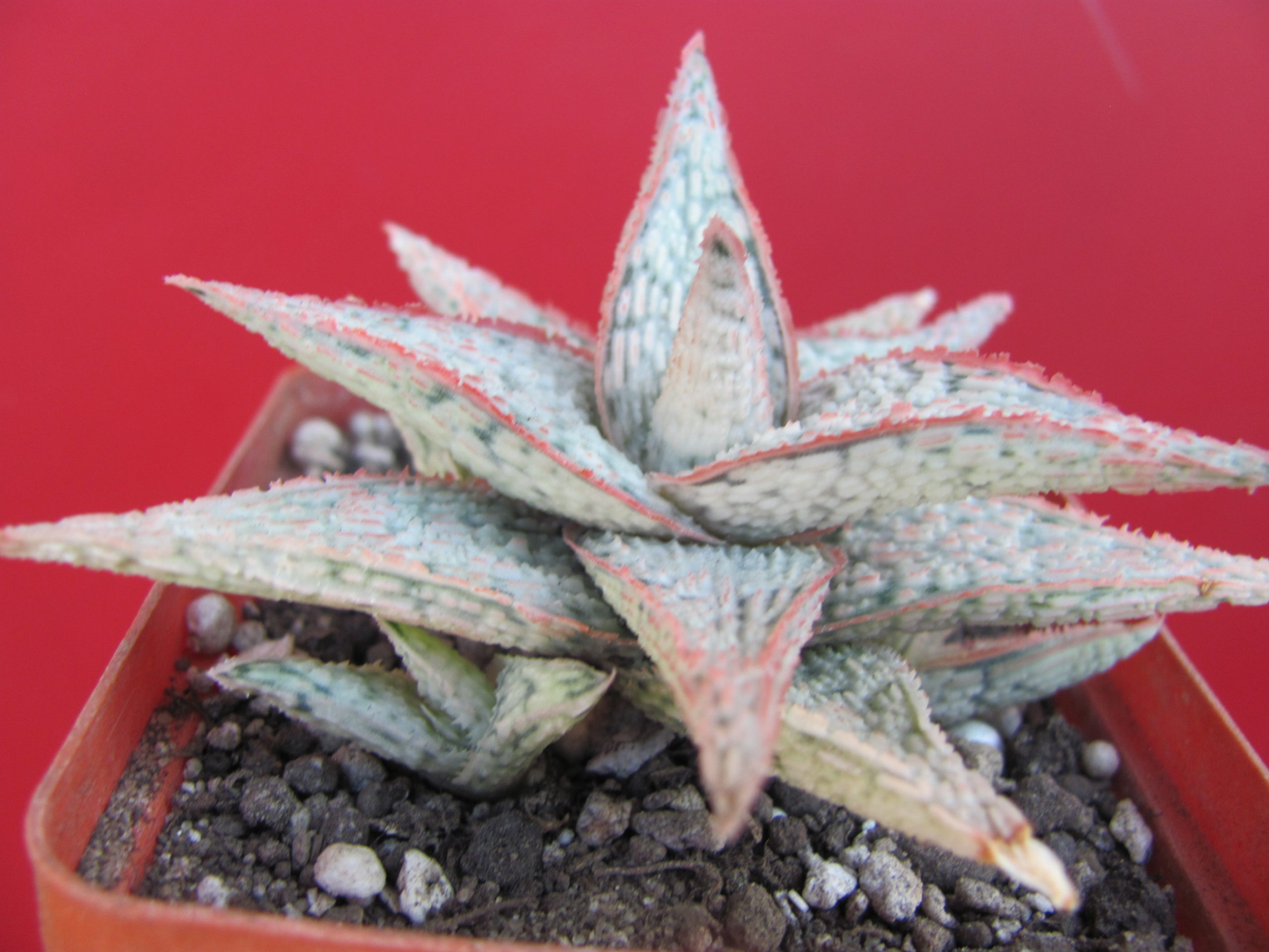 Aloe hybr.   *White*   ( hybrid  Lipskiy )