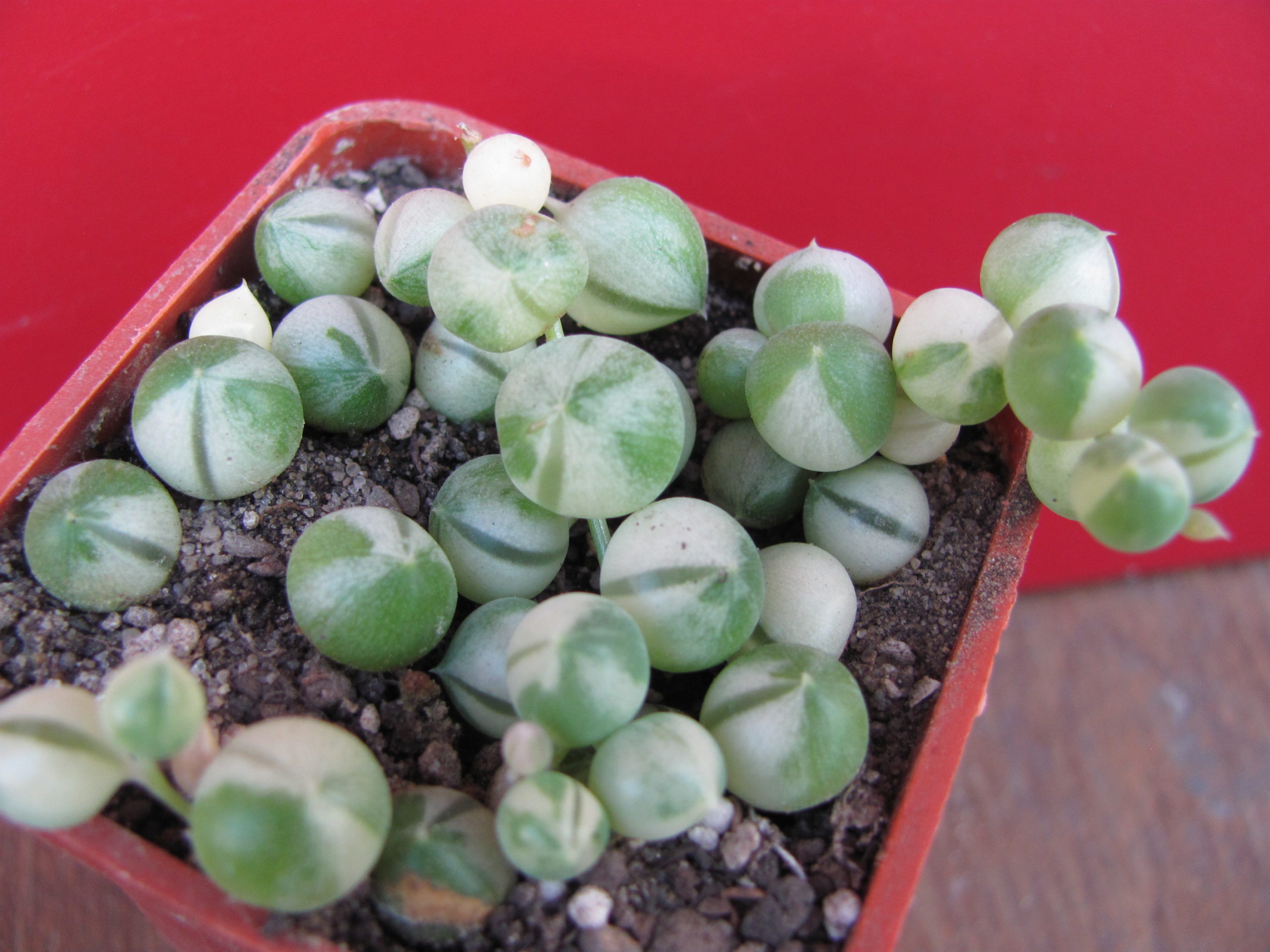 Senecio rowleyanus variegata