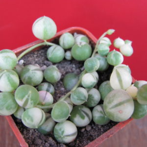 Senecio rowleyanus variegata