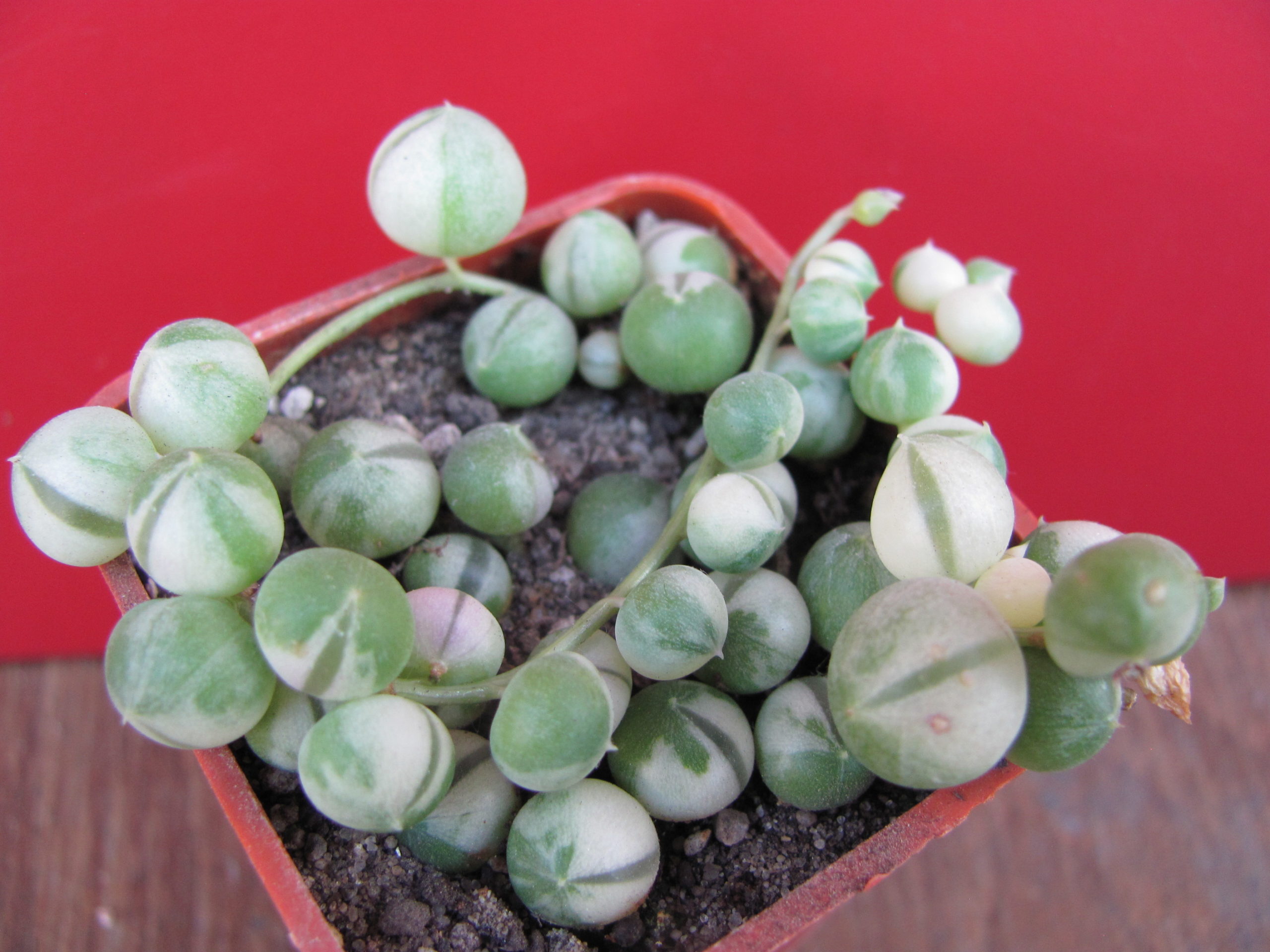 Senecio rowleyanus variegata