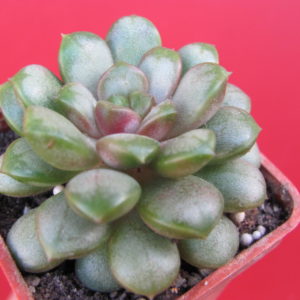 Echeveria amethorum