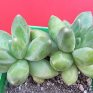 Pachyphytum  compactom *Purple Diamond*