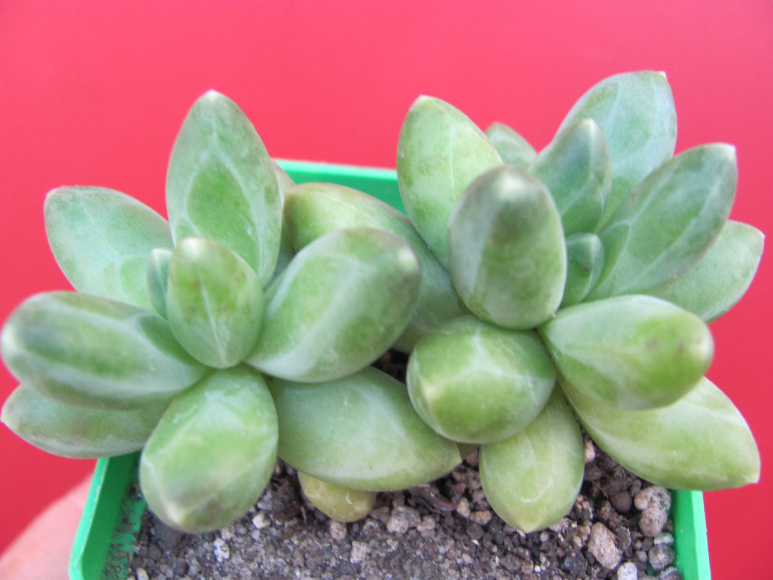 Pachyphytum  compactom *Purple Diamond*