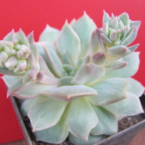 Echeveria *Van Breen*