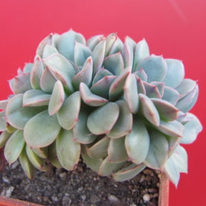 Echeveria *Fantastic Fountain* cristata