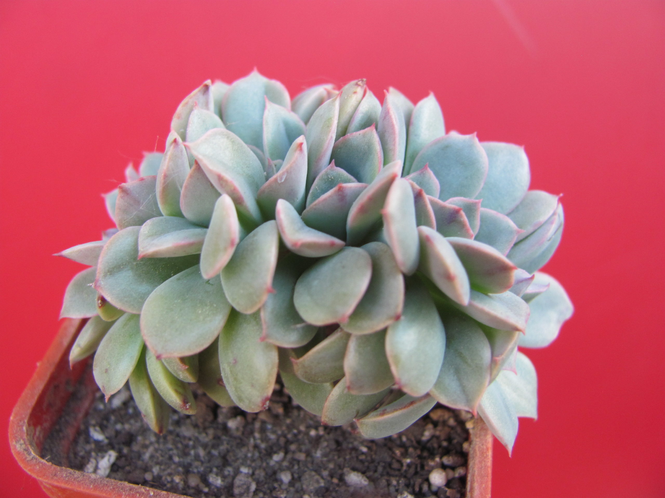 Echeveria *Fantastic Fountain* cristata