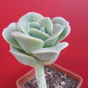 Echeveria Lovely Rose