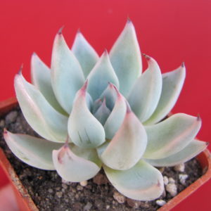 Echeveria cuspidata *Menchaca*