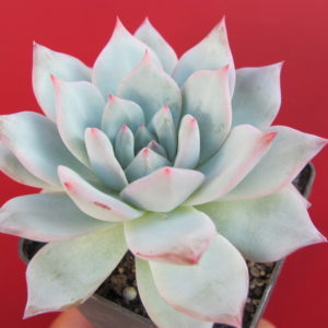 Echeveria  Blue Bird