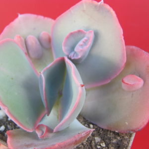Echeveria  Raggamuffin