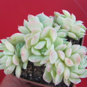 Echeveria  amoena