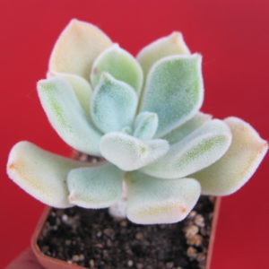 Echeveria Frosty