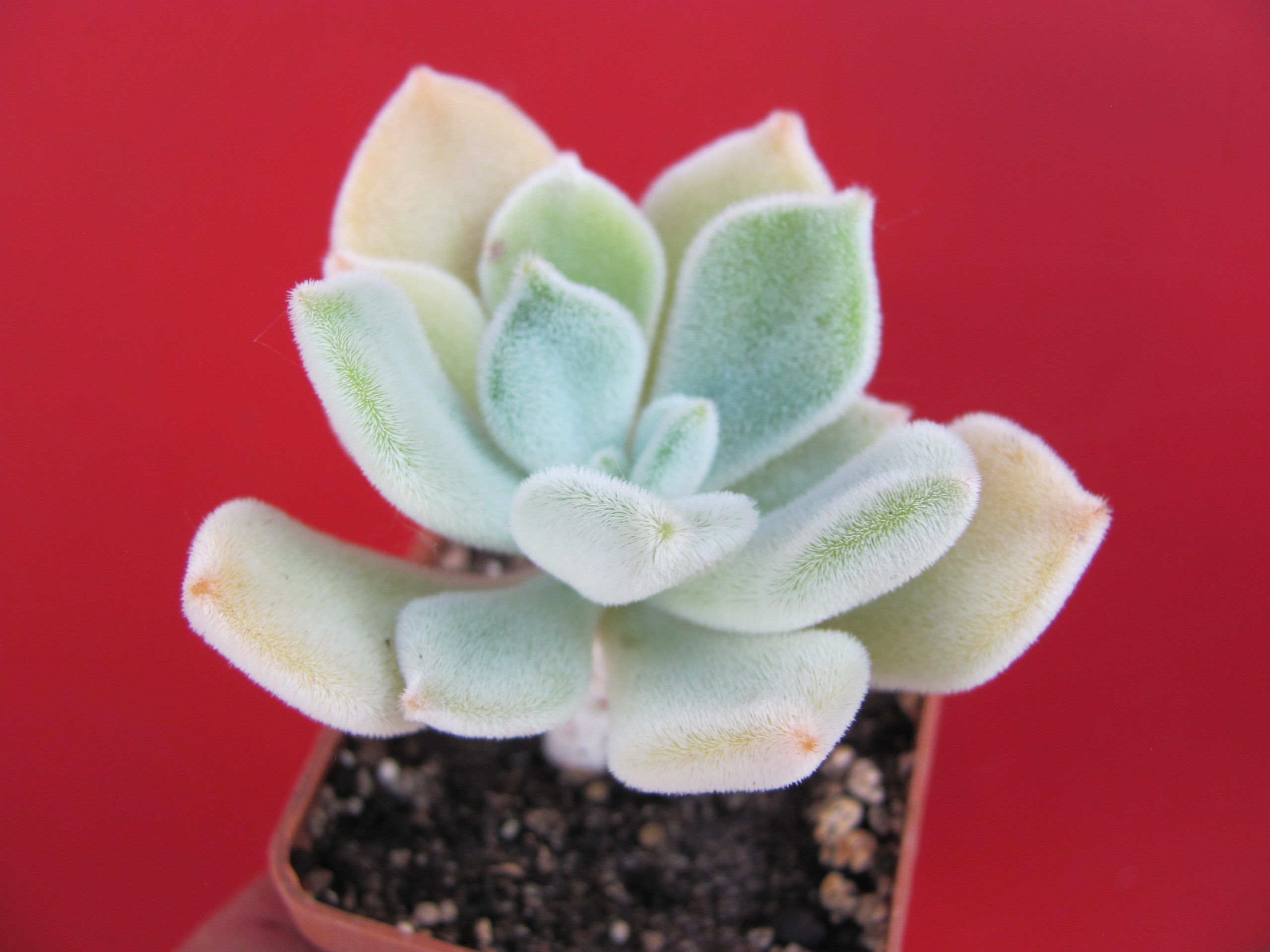 Echeveria Frosty