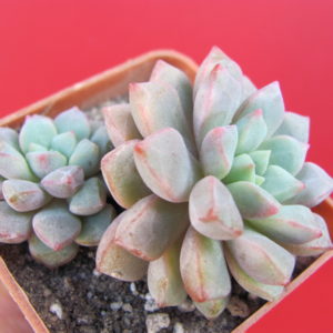 Echeveria  expatriata