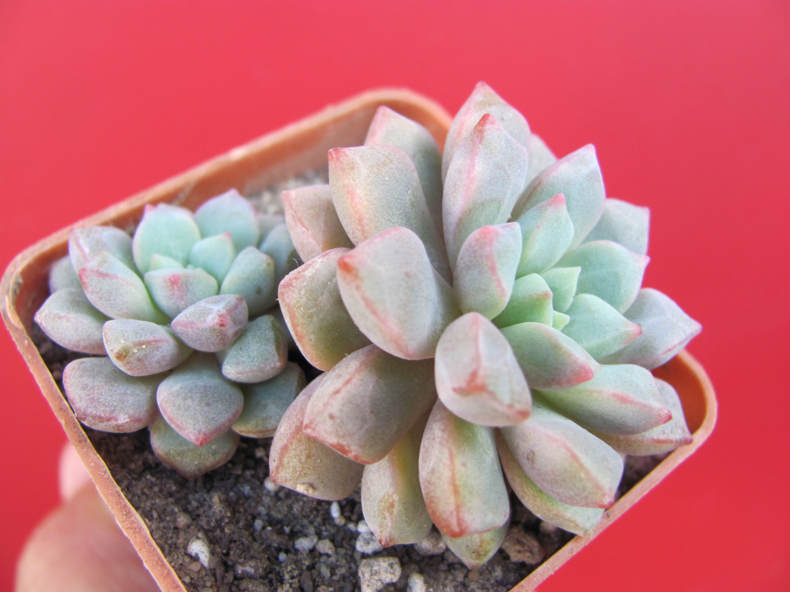 Echeveria  expatriata