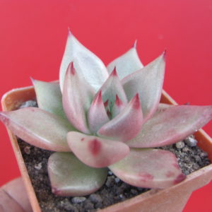 Echeveria   Romeo