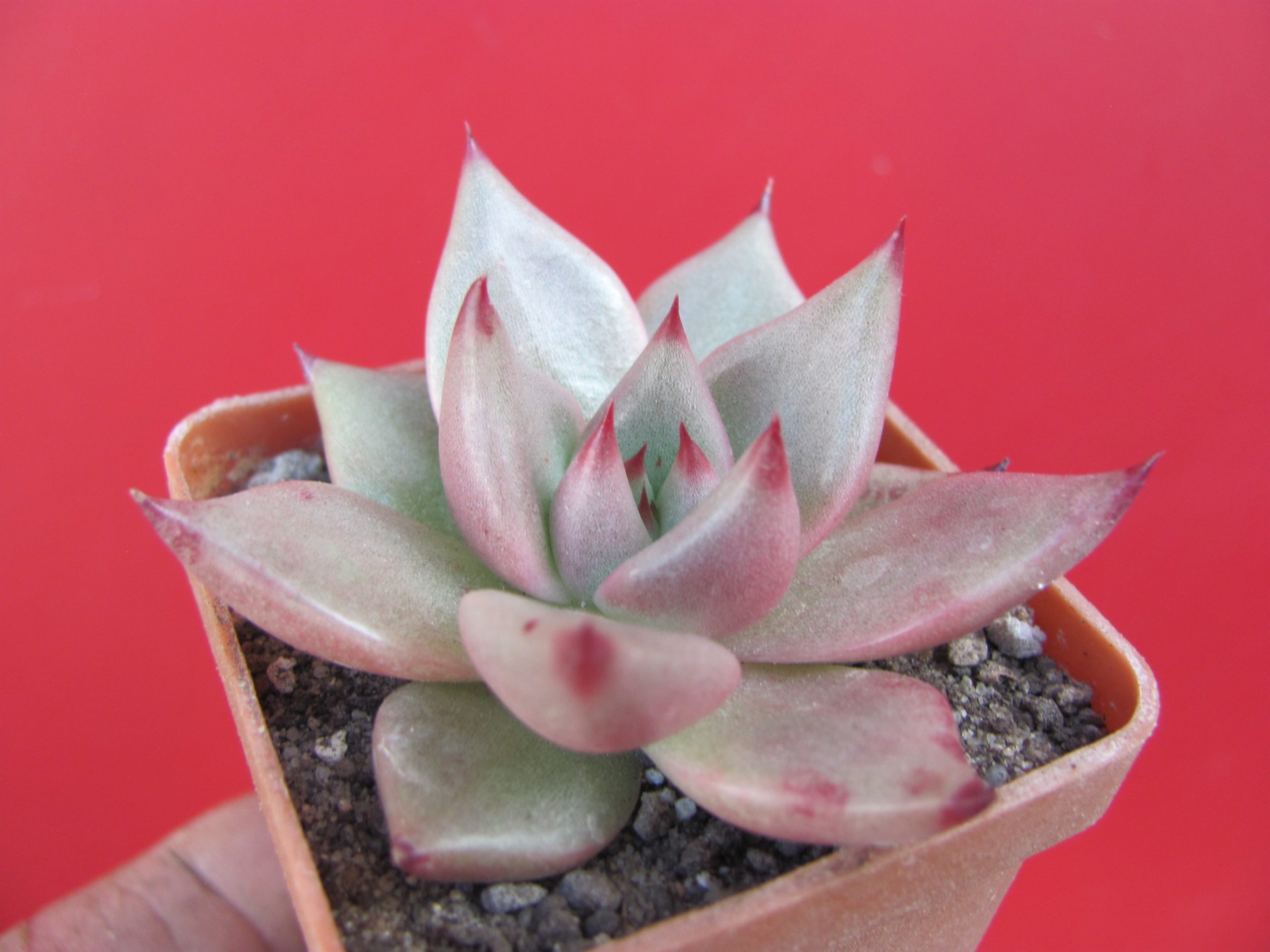 Echeveria   Romeo