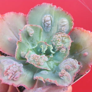 Echeveria   *Crazy Joker*