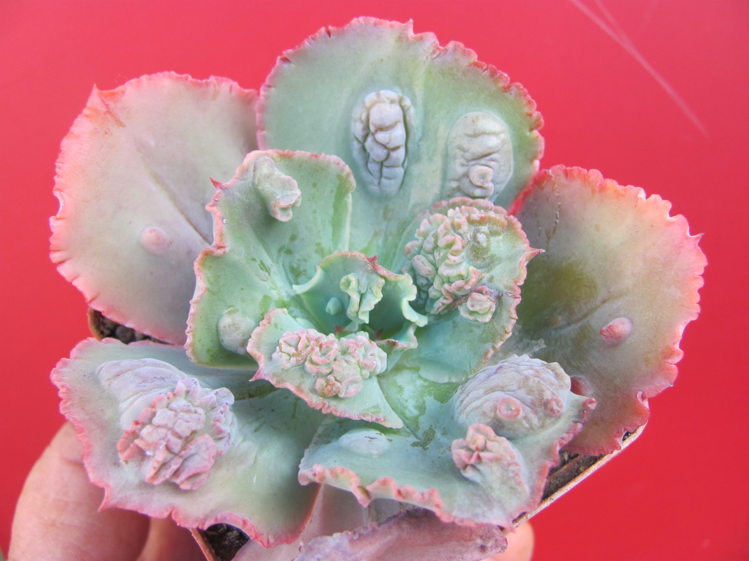 Echeveria   *Crazy Joker*