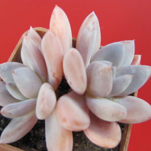 Echeveria Brumes