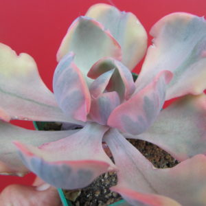 Echeveria Beyonce Rainbow variegata
