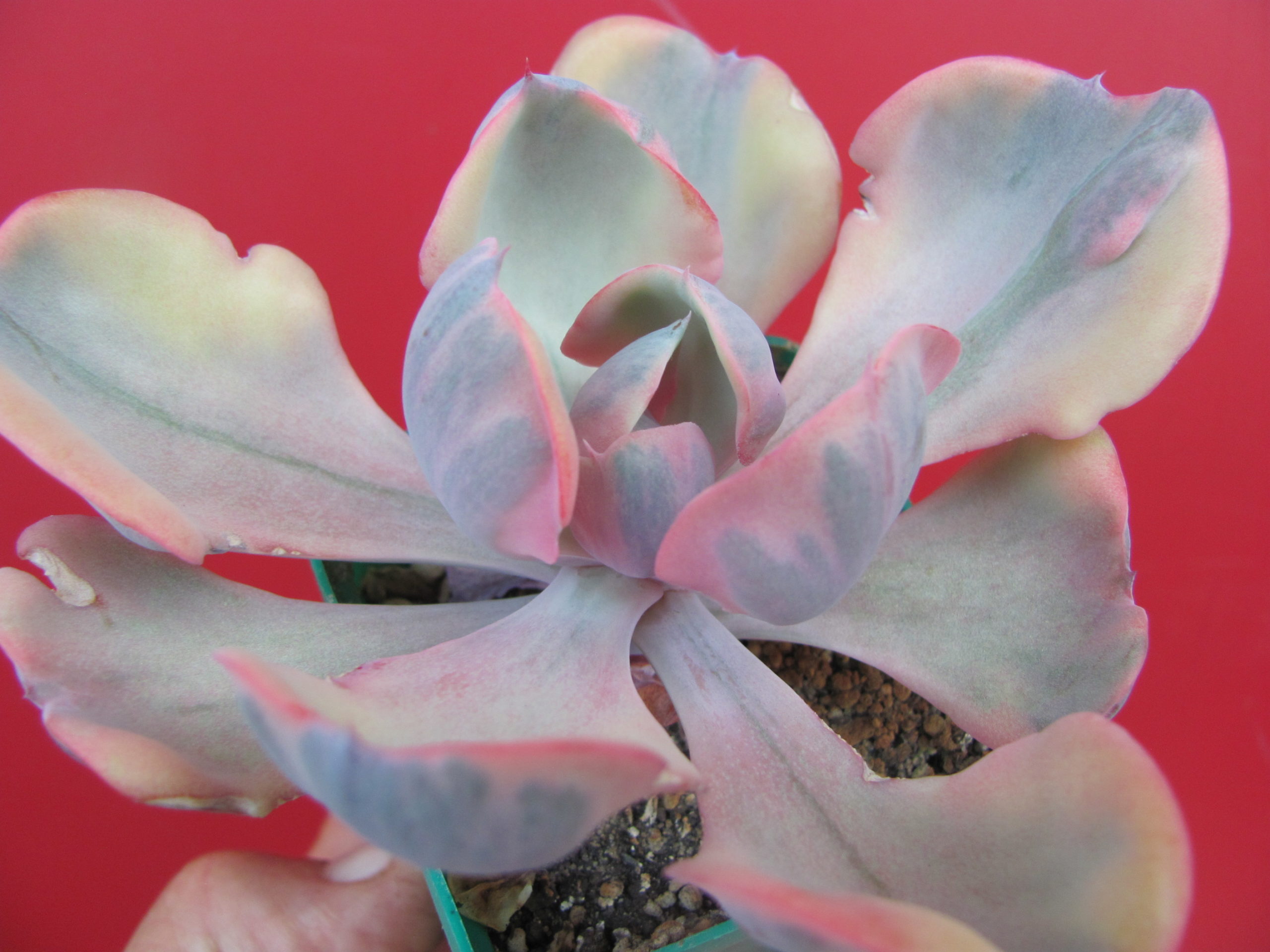 Echeveria Beyonce Rainbow variegata