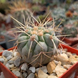 Copiapoa cinerea v. haseltoniana