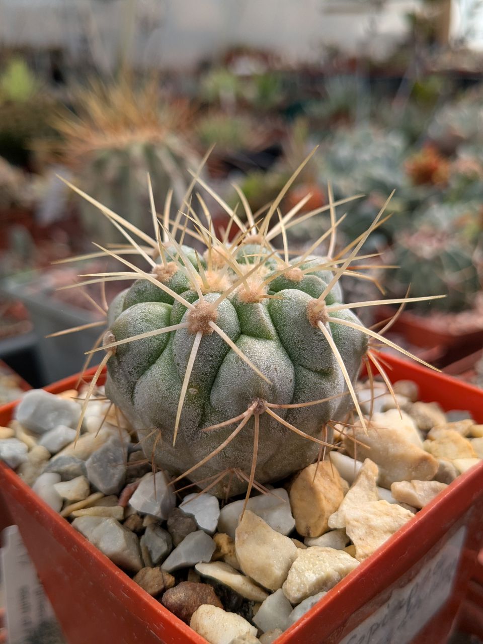 Copiapoa cinerea v. haseltoniana