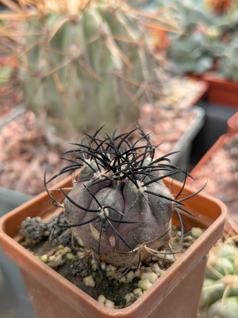 Copiapoa griseoviolacea, Atacama region, south of Freirina, Chile