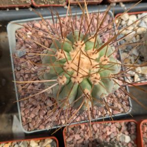 Copiapoa cinerea v. gigantea PV1939 Taltal