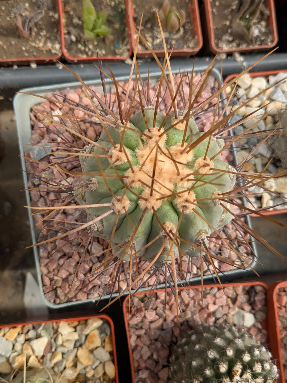 Copiapoa cinerea v. gigantea PV1939 Taltal