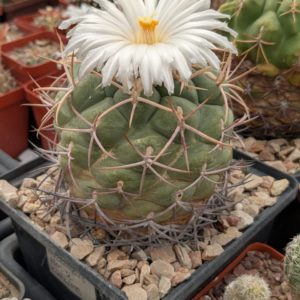 Thelocactus lloydii v. major